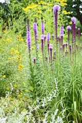 Closeup Liatris aspera known as rough with blurred background in garden