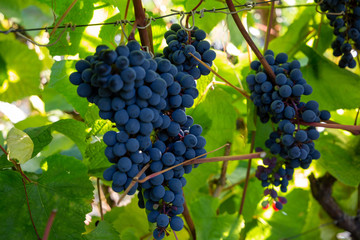 Bunches of dark grapes in the sun on a background of green leaves. Care for the vineyard. Viticulture concept.