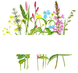 Fototapeta na wymiar Background with wild plants and flowers