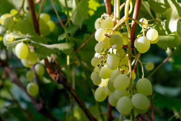 Green grapes ripen on a branch shined with sunbeams.