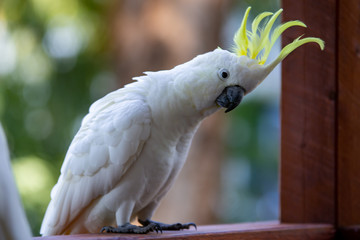 White Cockatoo