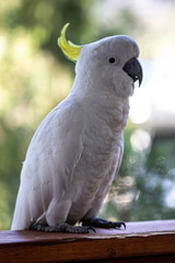 White Cockatoo