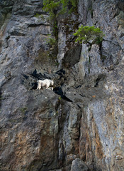 Mountain goat with baby on steep rock cliff in Southeast Alaska