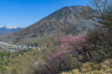 アカヤシオと男体山