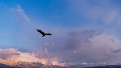 Fototapeta na wymiar Eagle flying in over mountains in winter