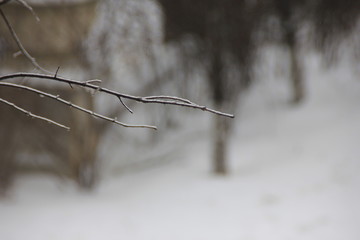 branch of a tree in winter