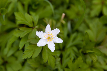 Detailaufnahme Anemone im Wald