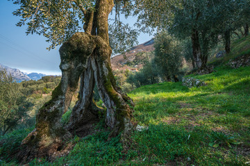 Fototapeta na wymiar Olive grove on rock shelves in northern Italy.