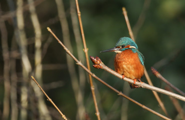 A stunning female Kingfisher, Alcedo atthis, perching on a branch. It has been diving into the river catching fish.