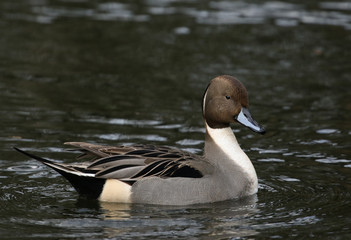 A magnificent male Pintail Duck, Anas acuta, swimming on a lake in the UK.