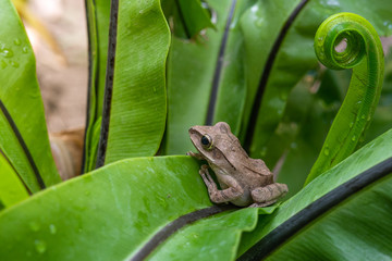 Gray tree frog on green leaf fern, Animal wildlife.