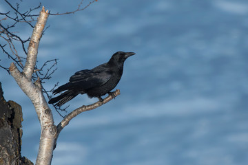 carrion crow sitting on a birch branch on a winter day