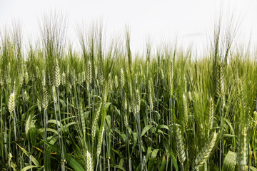 A field of ripening ears of wheat close up