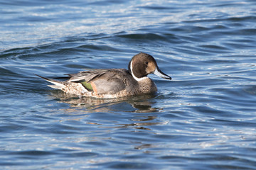 northern pintail male swimming near the shore in winterr day