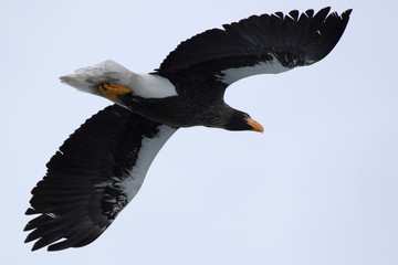 Stellers sea eagle flying over a hill on a winter day