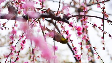 城南宮の梅林とメジロ
