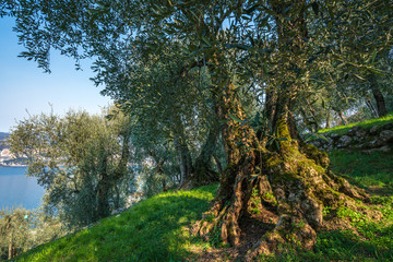 Olive grove on rock shelves in northern Italy.