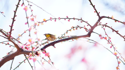 城南宮の梅林とメジロ
