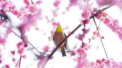 城南宮の梅林とメジロ