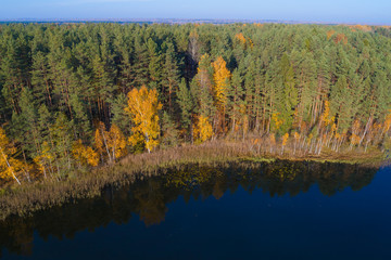 Shore of a forest lake in golden autumn (quadcopter shot). Pskov region, Russia