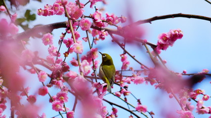 城南宮の梅林とメジロ
