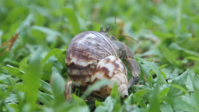 Hermit or diogenes crab in a beautiful gastropod shell as dwelling with water. Posibly from genus Coenobita.