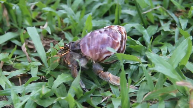 Hermit or diogenes crab in a beautiful gastropod shell as dwelling with water. Posibly from genus Coenobita.