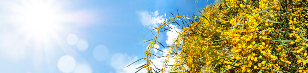 Mimosa Spring Flowers Easter background.