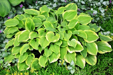 Luxury hosta Golden Tiara with green and yellow leaves in the garden close-up © Irina