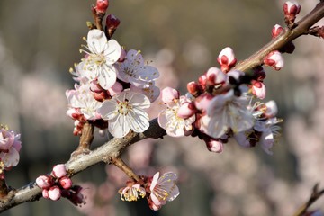 A branch of a flowering apricot tree in the spring in the garden close-up