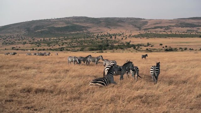 Zebras in savannah, Masai Mara, Kenya, long shot