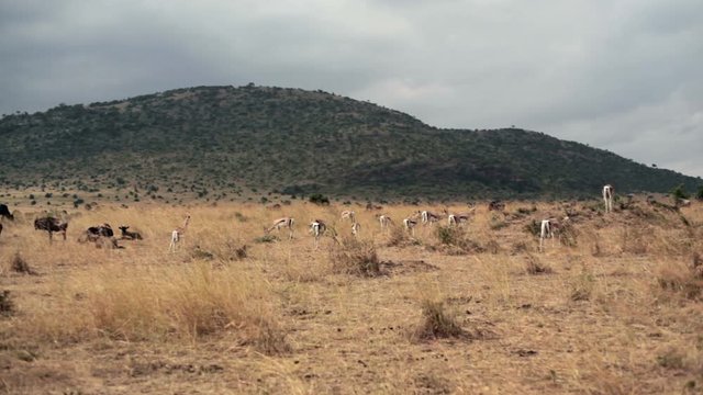Thomson’s gazelle graze, Masai Mara savannah, safari Kenya