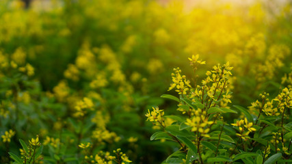 Bunches of yellow petties petals of Gold Shower flower bush blossom on green and yellow blurred backgrounds, know as Galphimia Flowering plant in botanic name