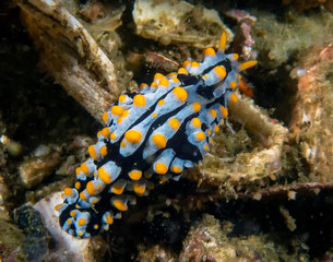 Varicose Wart Slug (Phyllidia Varicosa)