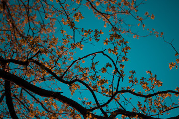 Yellow autumn leaves on the tree