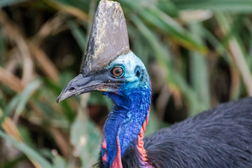 Portrait of Cassowary bird