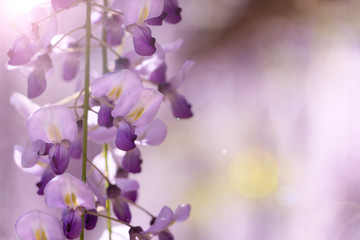 Obraz na płótnie Canvas 紫の藤の花