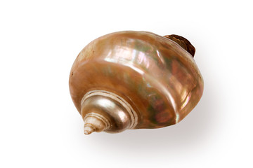 Giant iridescent pearl shell of a sea gastropod isolated on white background