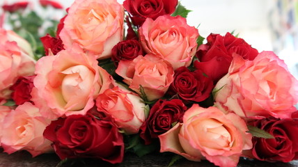 Naklejka premium Closeup viele liegende Rosenblüten in rot und rosa-weiß