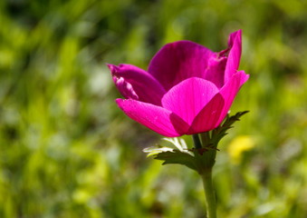 Fototapeta premium pink flower in the garden