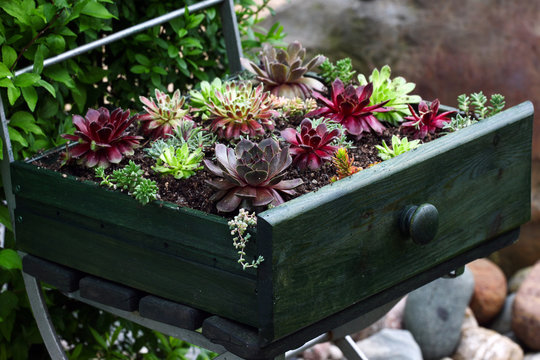 Beautiful sempervivum and succulent plants sitting an old green drawer on a metal chair in the garden as a decoration.