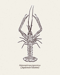 Metanephrops japonicus is a species of lobster found in Japanese waters, hand draw skecth vector.