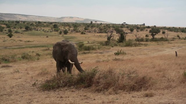 Elephant with ivory tusks eats, Masai Mara savannah, safari Kenya