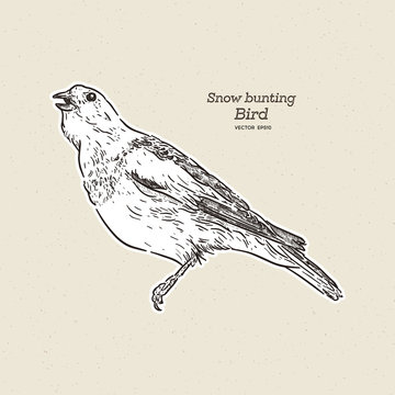 The snow bunting is a passerine bird in the family Calcariidae. hand draw sketch vector.