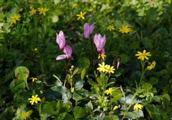 purple flowers in the garden