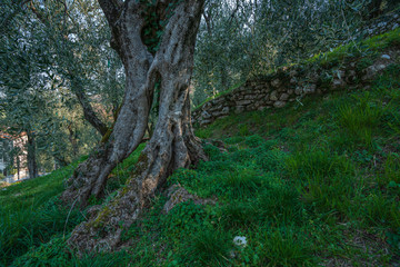Olive grove on rock shelves in northern Italy.