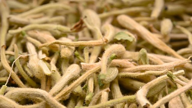 side view herb medicine JinYinHua or Lonicerae Japonicae Flos or Japanese Honysuckle Flower Bud rotate and pause