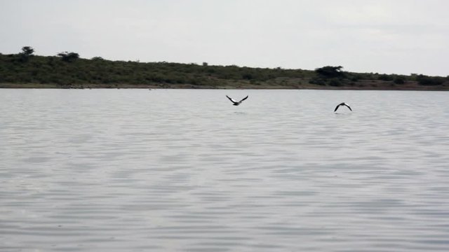 2 birds fly over Kisima lake, Samburu, Kenya, Africa, long shot