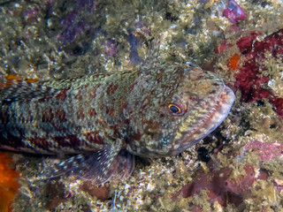 Variegated Lizardfish (Synodus variegatus) in the Philippines
