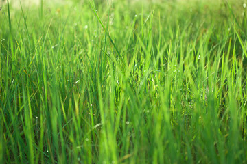 Fototapeta na wymiar Green grass on the field